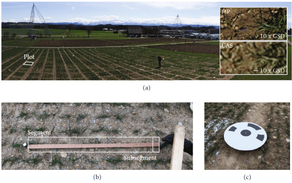 Drone-based measurement of tillering intensity of wheat in the FIP