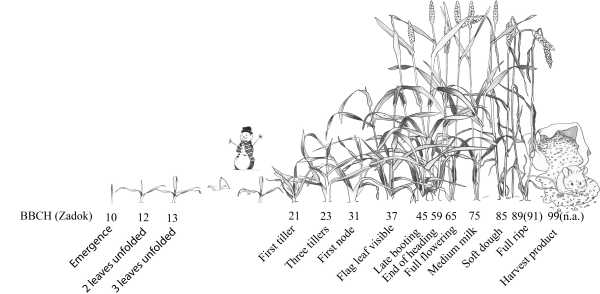Wheat development according to BBCH